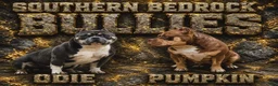 American Bully dogs for sale: American Bully 1 - Ad 4
