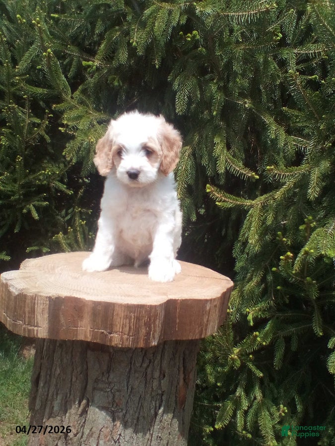 Cockapoo dogs Bob - Ad 1