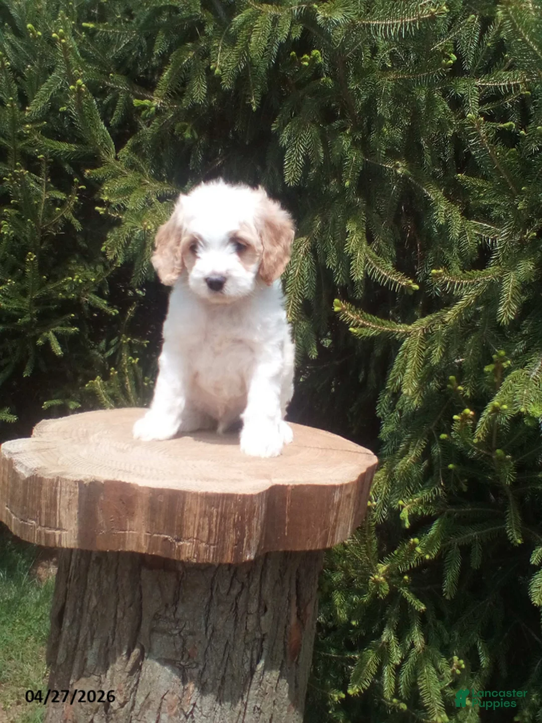 Cockapoo dogs for sale: Bob - Ad 1