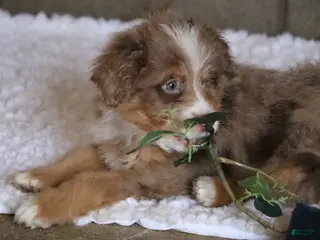 Mixed Breed dogs chase - Ad 26