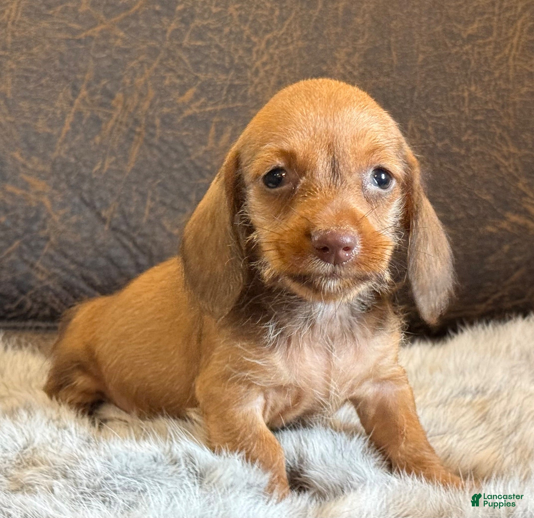 Miniature Dachshund dogs Perry - Ad 2