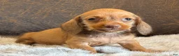 Miniature Dachshund dogs for sale: Perry - Ad 2
