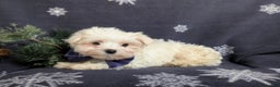 Maltese dogs for sale: Augustus 7 lbs Full Grown - Ad 9
