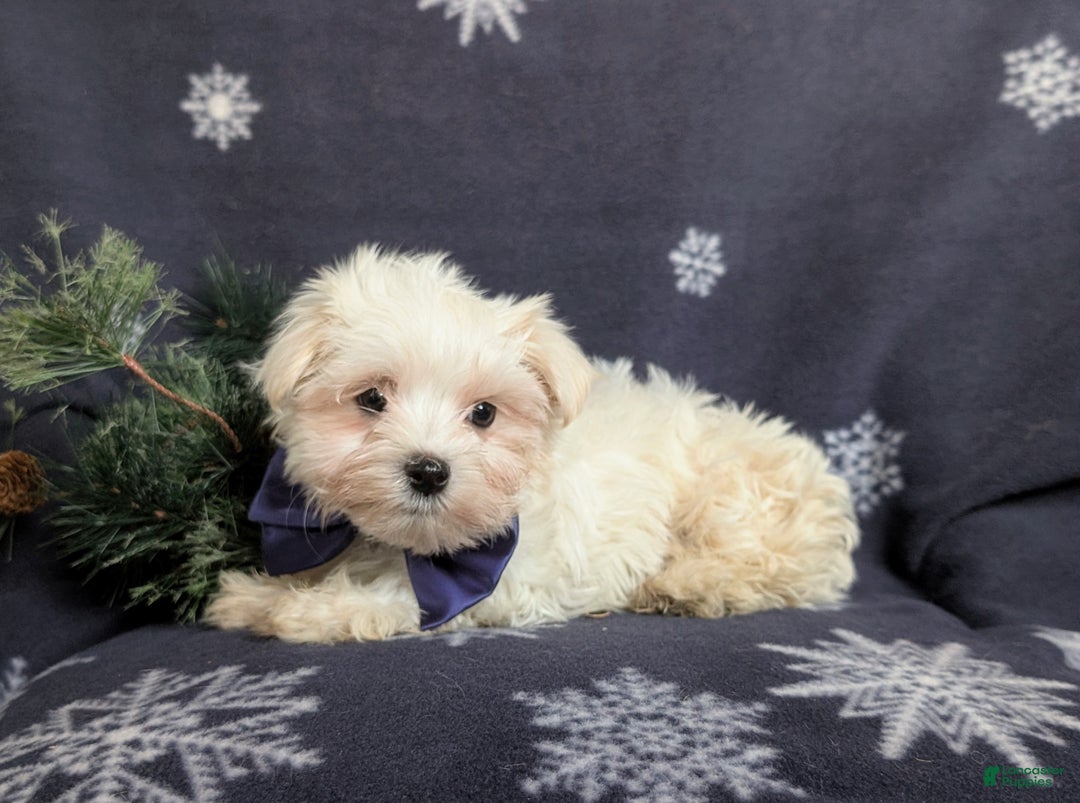 Maltese dogs for sale: Augustus 7 lbs Full Grown - Ad 9
