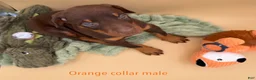 Doberman Pinscher dogs for sale: Red/rust male, orange collar 🧡 - Ad 8