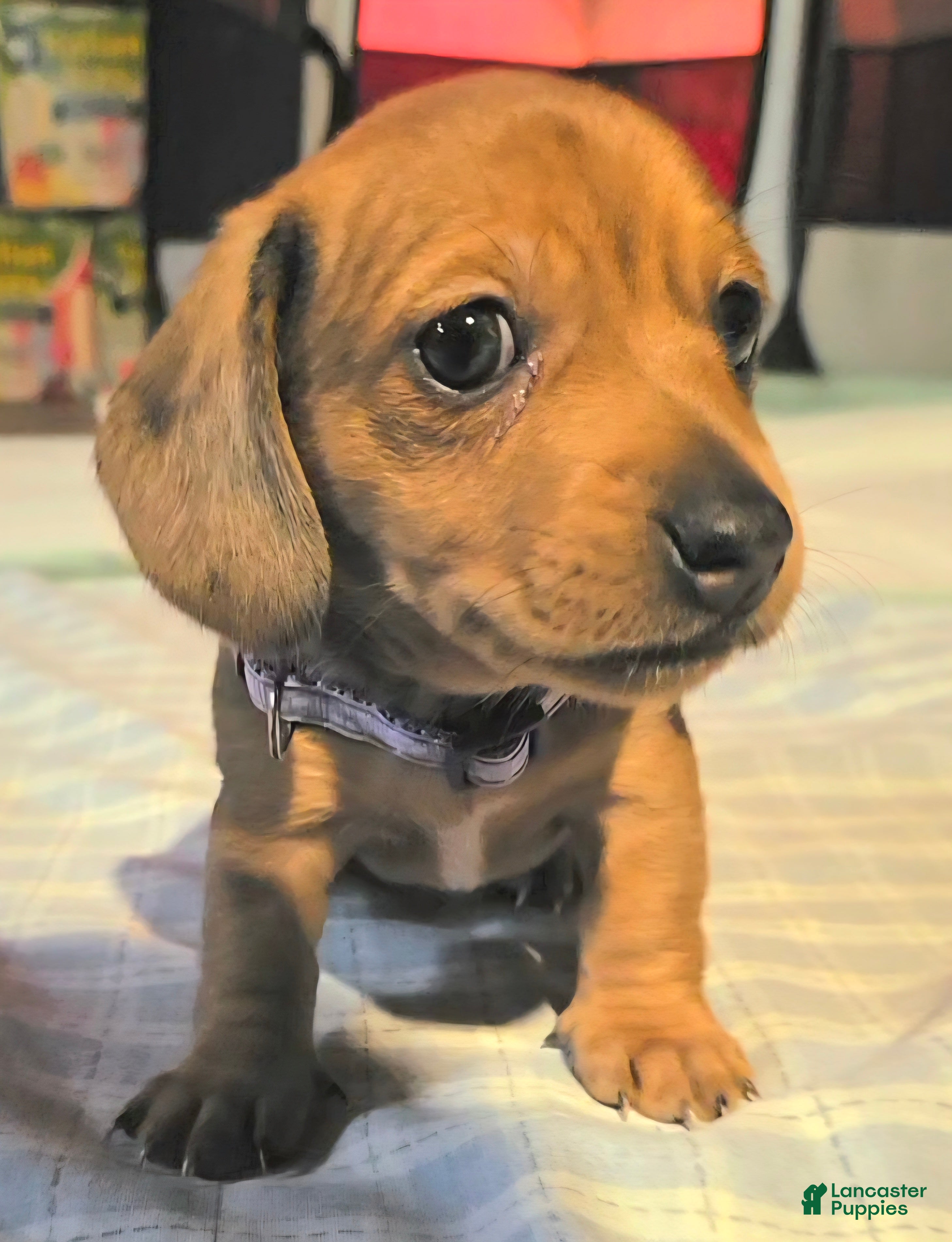 Miniature Dachshund dogs Miniature Dachshund Puppy 1 - Ad 14