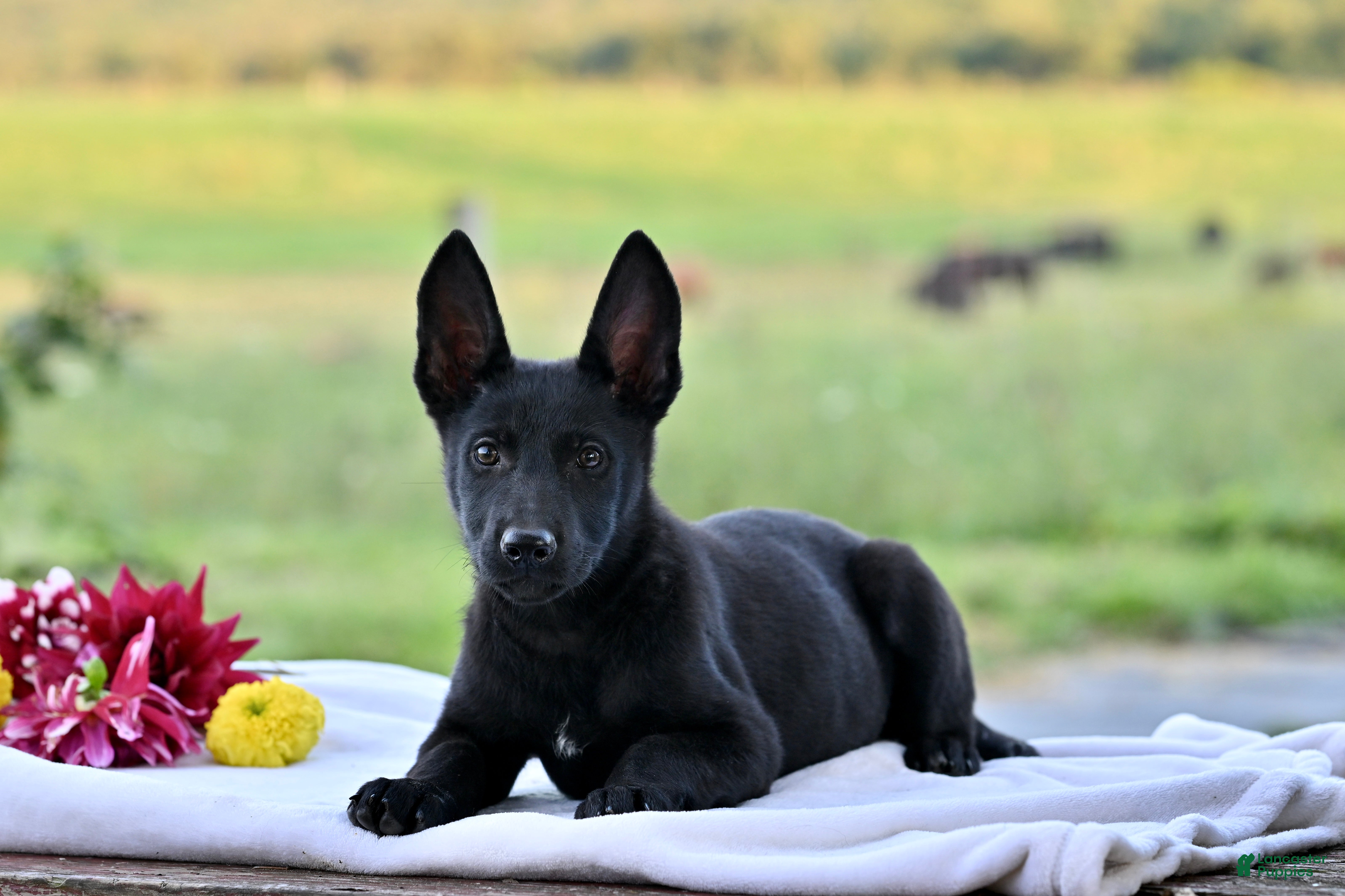 German Shepherd dogs Callie - Ad 1