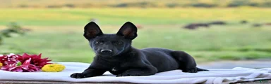 Callie