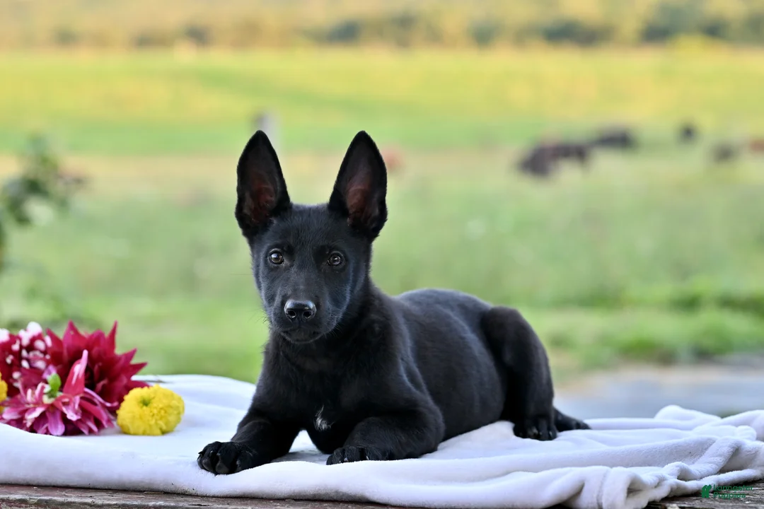 German Shepherd dogs for sale: Callie - Ad 1