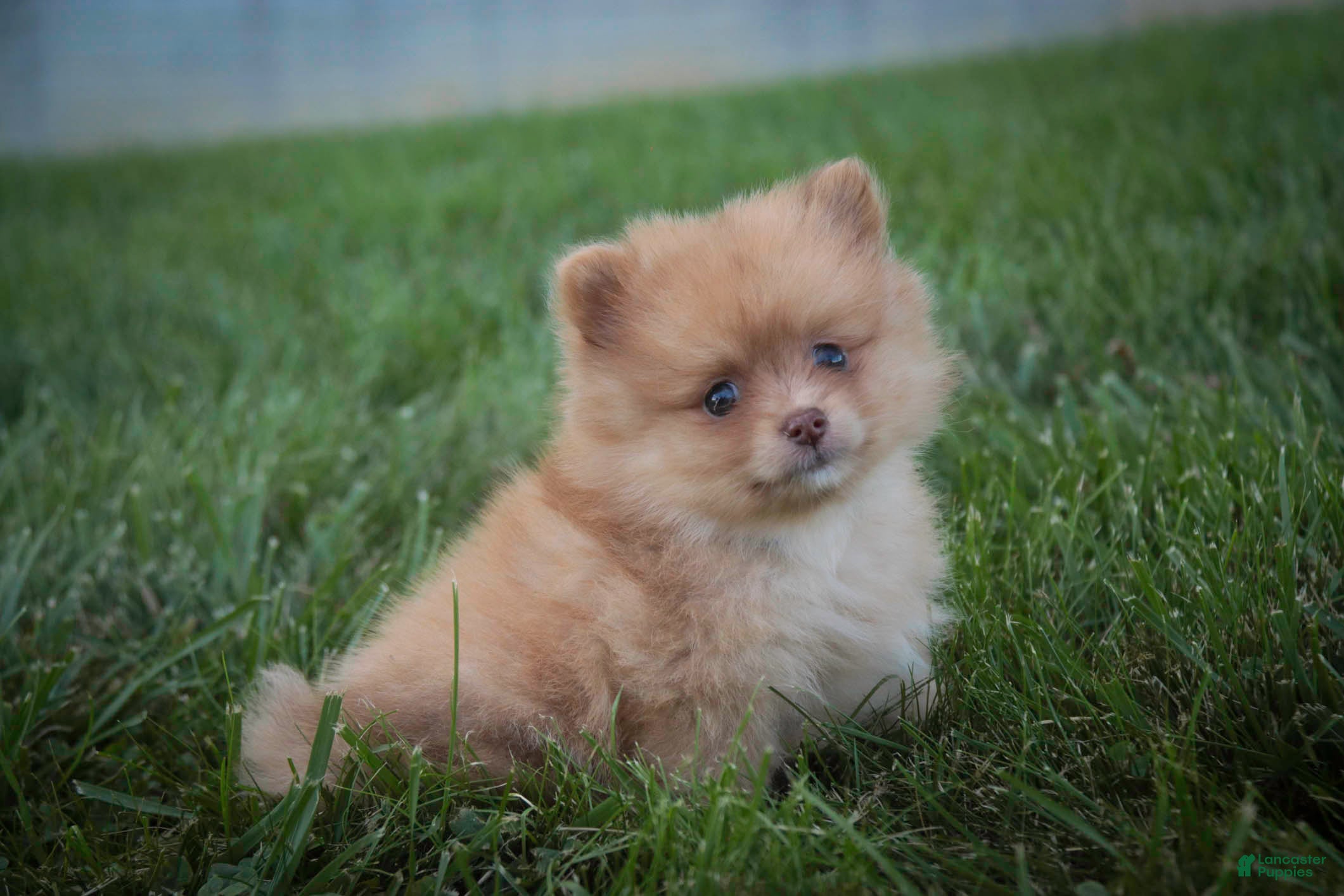 Pomeranian dogs Toulouse Pomeranian  - Ad 1