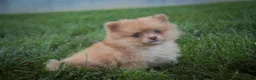 Pomeranian dogs for sale: Toulouse Pomeranian  - Ad 7