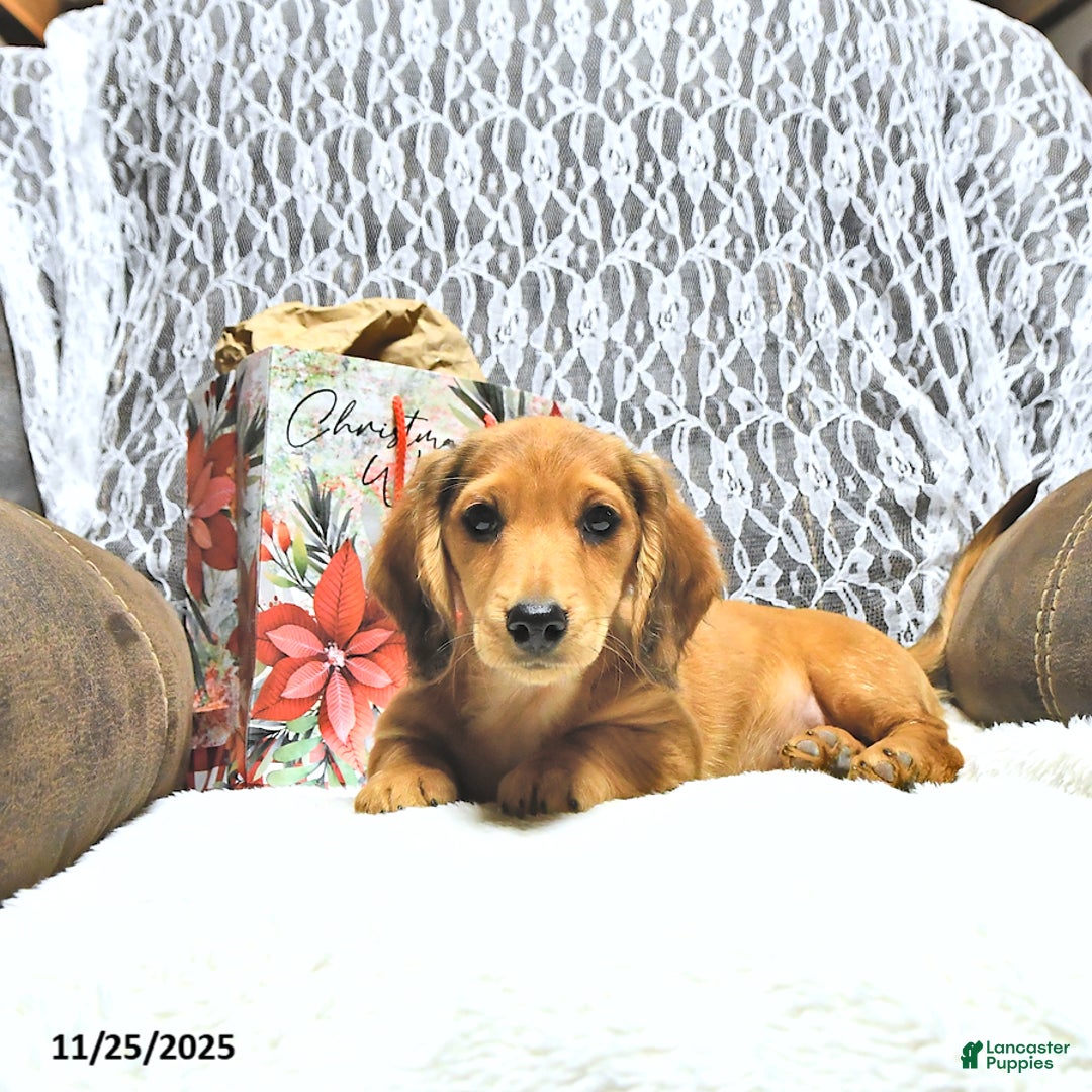 Miniature Dachshund dogs for sale: Asher - Ad 5