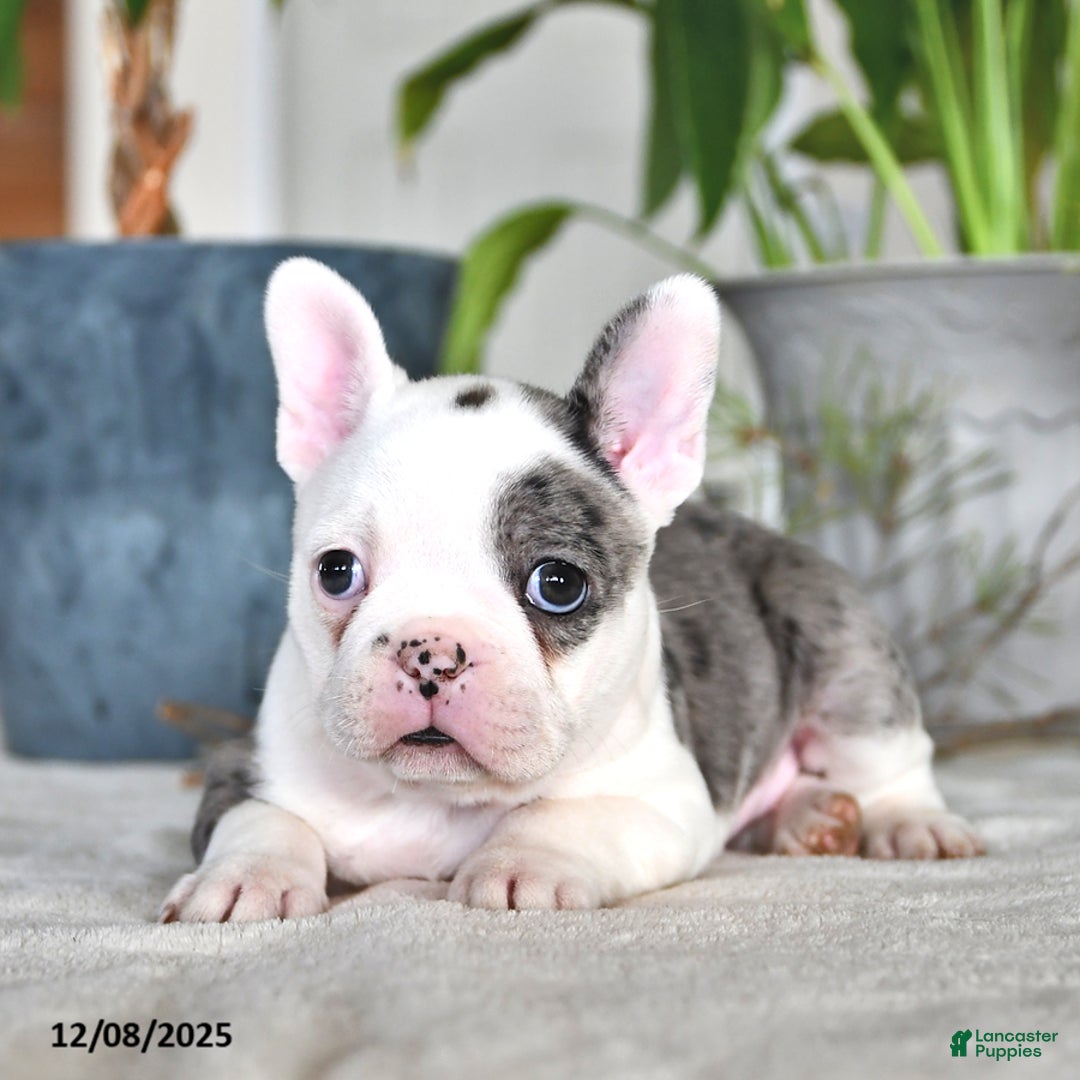 Frenchton dogs for sale: Ellen  - Ad 3
