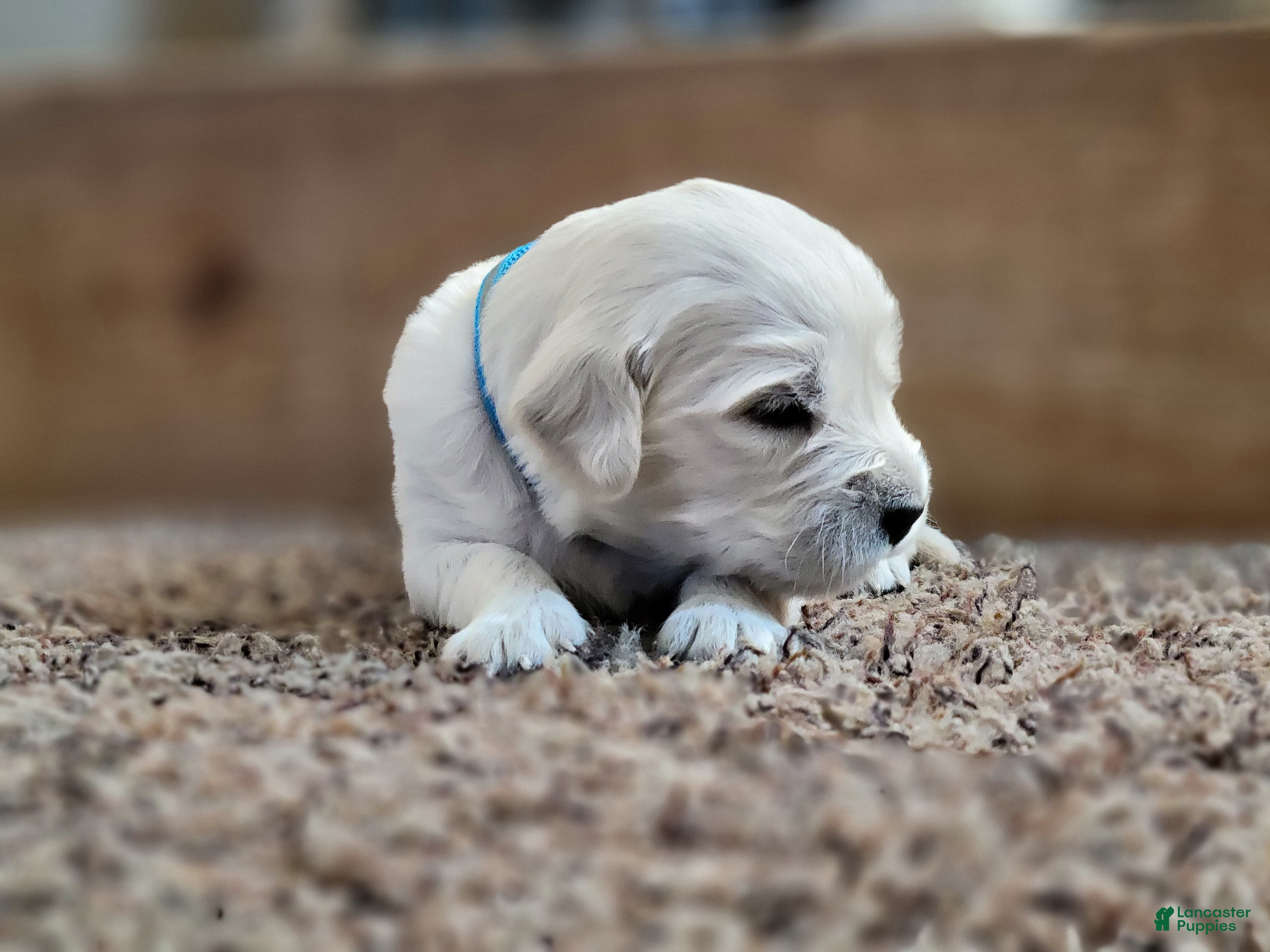 Golden Retriever dogs Cookie Crisp - Ad 7