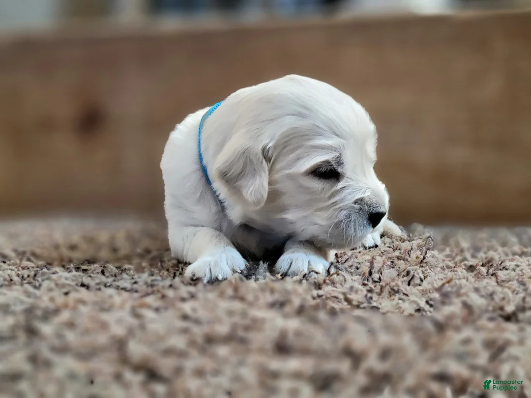 Golden Retriever dogs for sale: Cookie Crisp - Ad 1