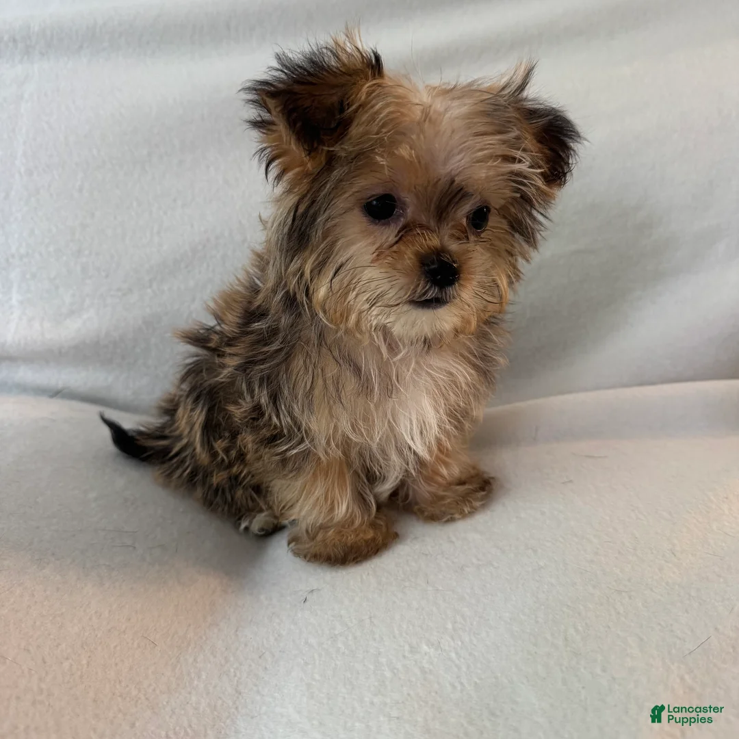 Shorkie dogs for sale: Petey - Ad 2