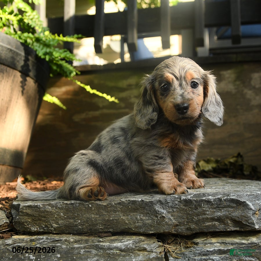 Miniature Dachshund dogs Peppin - Ad 2