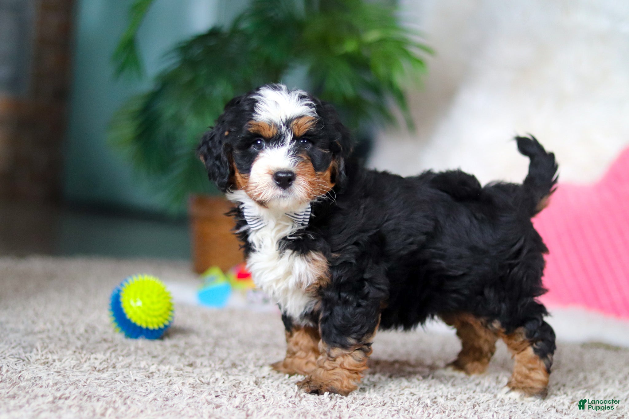 Mini Bernedoodle dogs Onyx - Ad 2