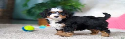 Mini Bernedoodle dogs for sale: Onyx - Ad 2