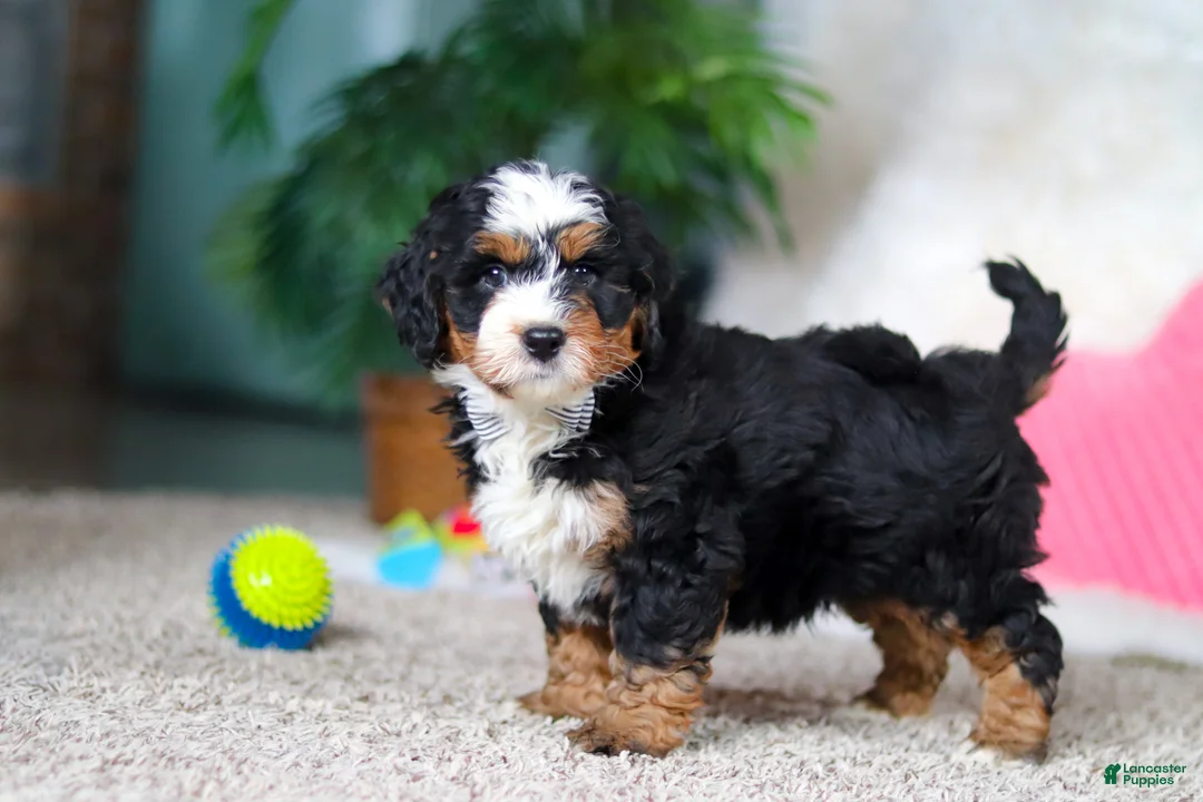 Mini Bernedoodle dogs for sale: Onyx - Ad 2