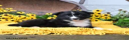 Border Collie dogs for sale: Beans - Ad 1