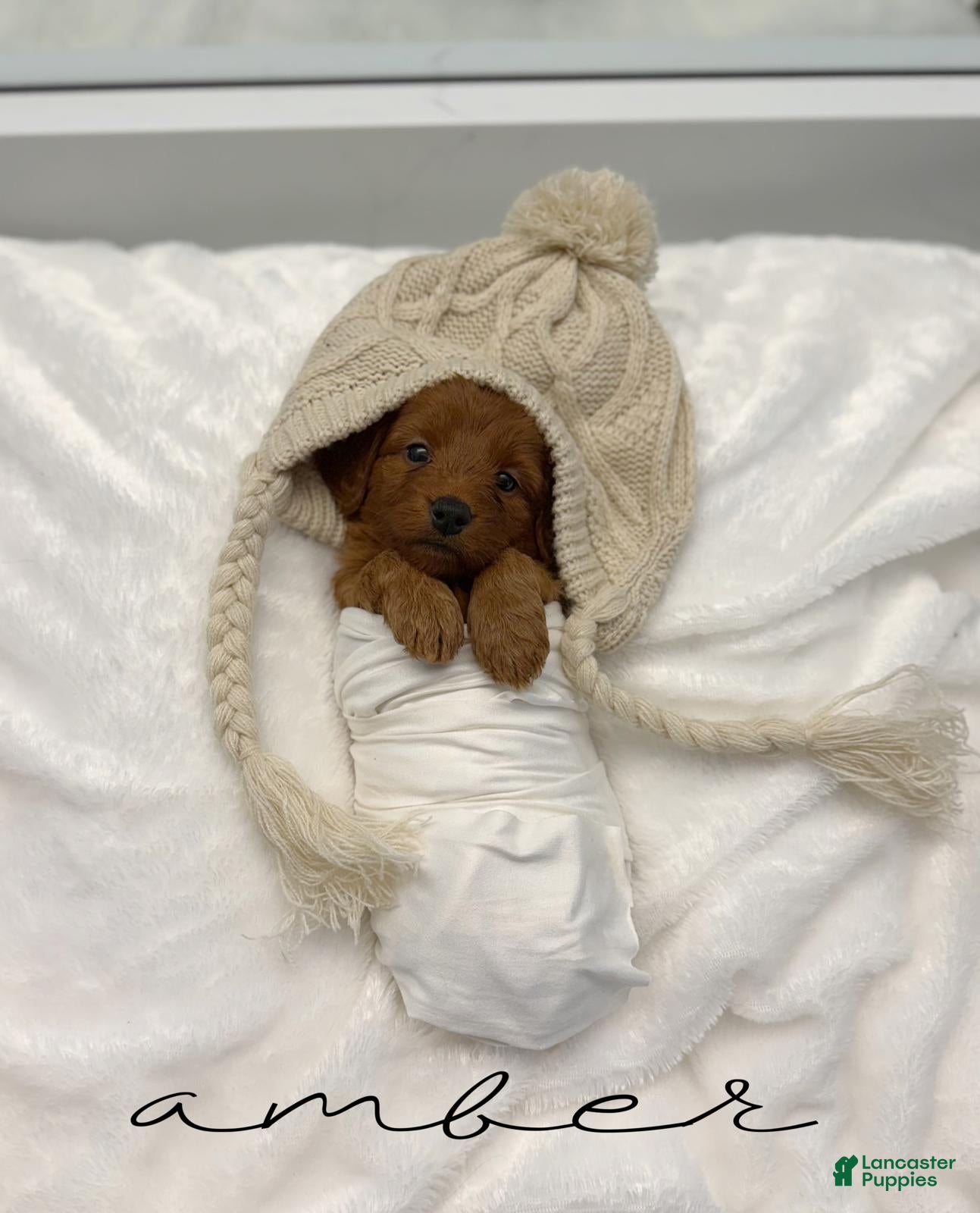Mini Goldendoodle dogs Amber - Ad 1