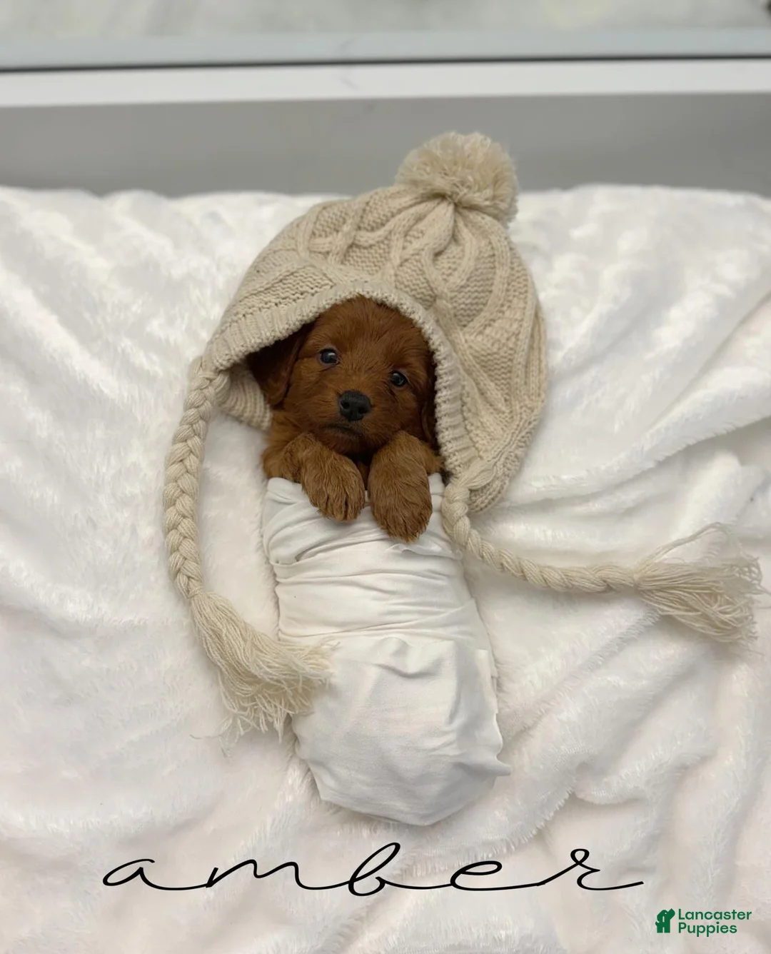Mini Goldendoodle dogs for sale: Amber - Ad 1