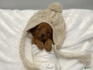 Mini Goldendoodle dogs for sale: Amber - Ad 1