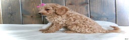 Mini Goldendoodle dogs for sale: Mindy - Ad 12