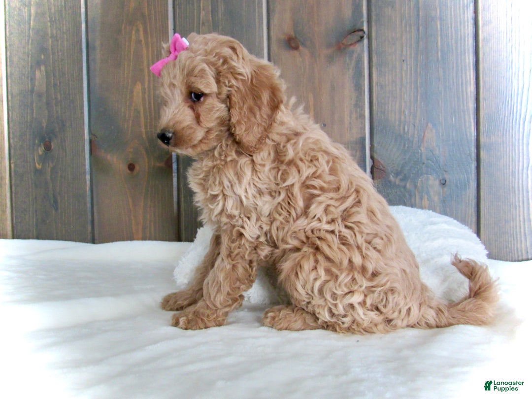 Mini Goldendoodle dogs for sale: Mindy - Ad 12