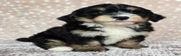 Mini Bernedoodle dogs for sale: Mini Willow - Ad 7