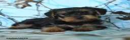 Yorkshire Terrier dogs for sale: Gus - Ad 3
