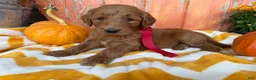 Goldendoodle dogs for sale: BOONE - Ad 3