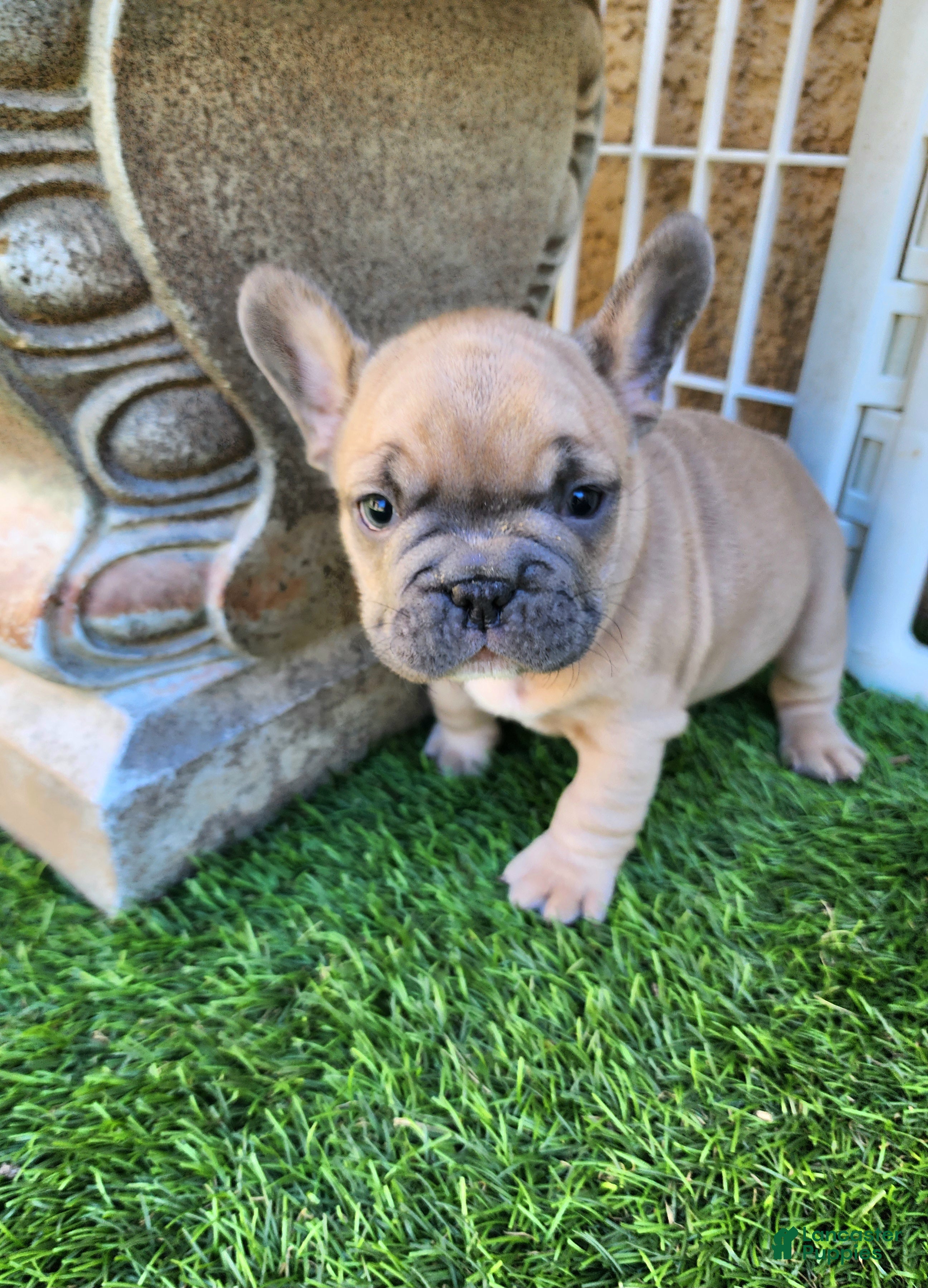 French Bulldog dogs Prince - Ad 2