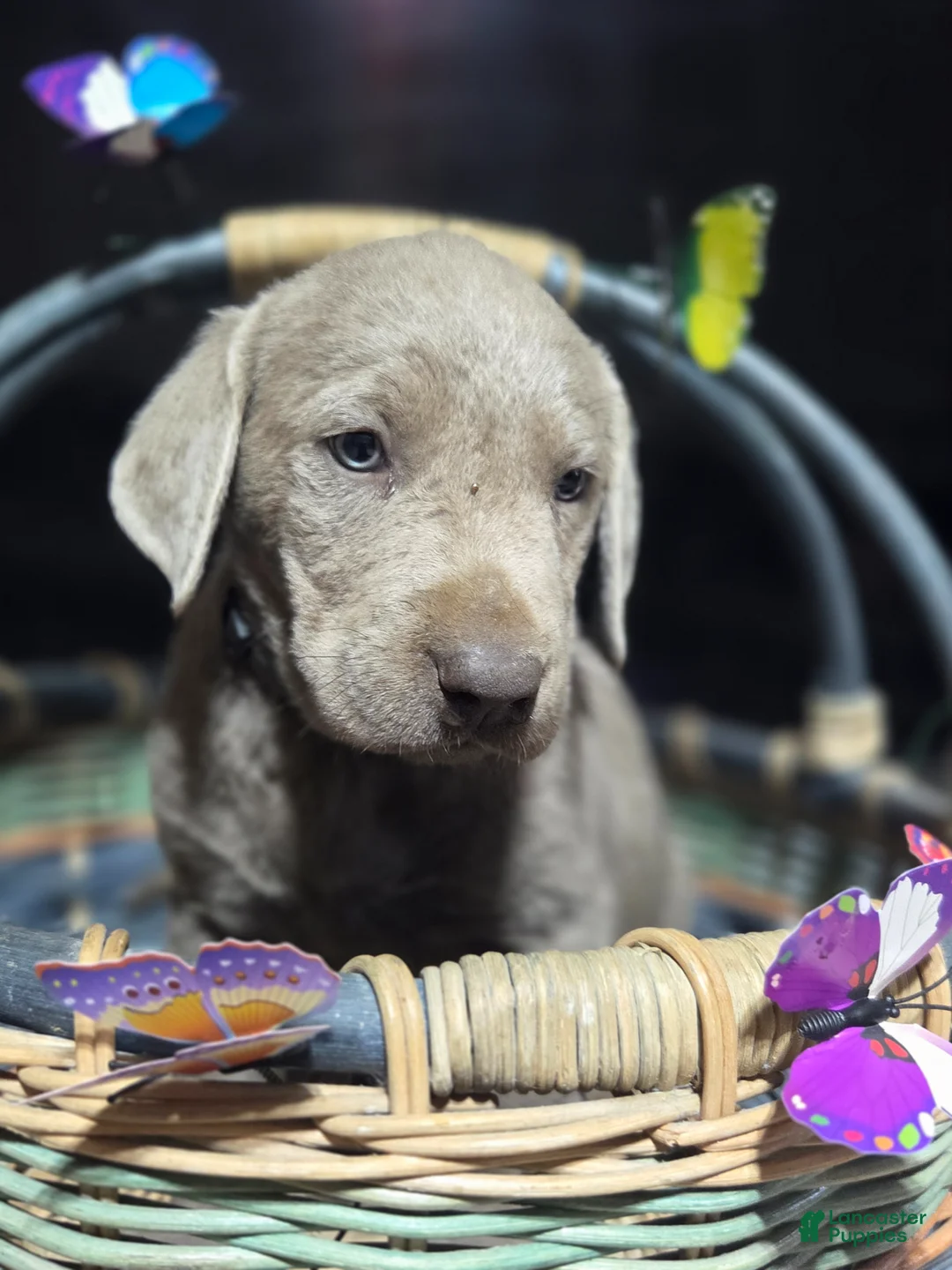 Labrador Retriever dogs for sale: Grey collar - Ad 1