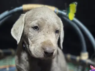 Labrador Retriever dogs Grey collar - Ad 1