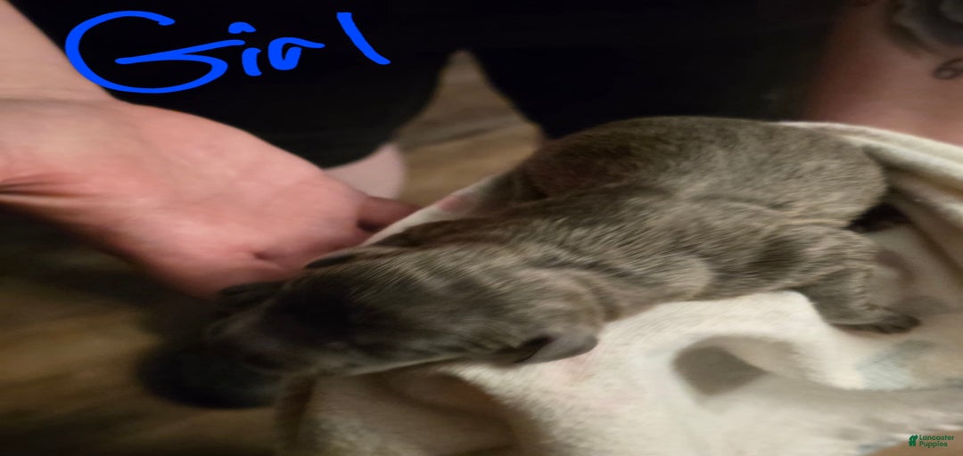 Gallery Image {{count}}