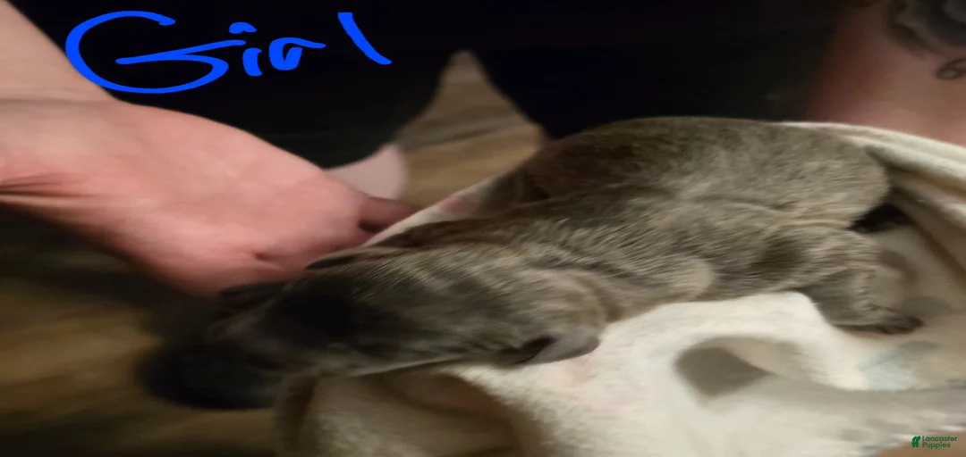 Gallery Image {{count}}