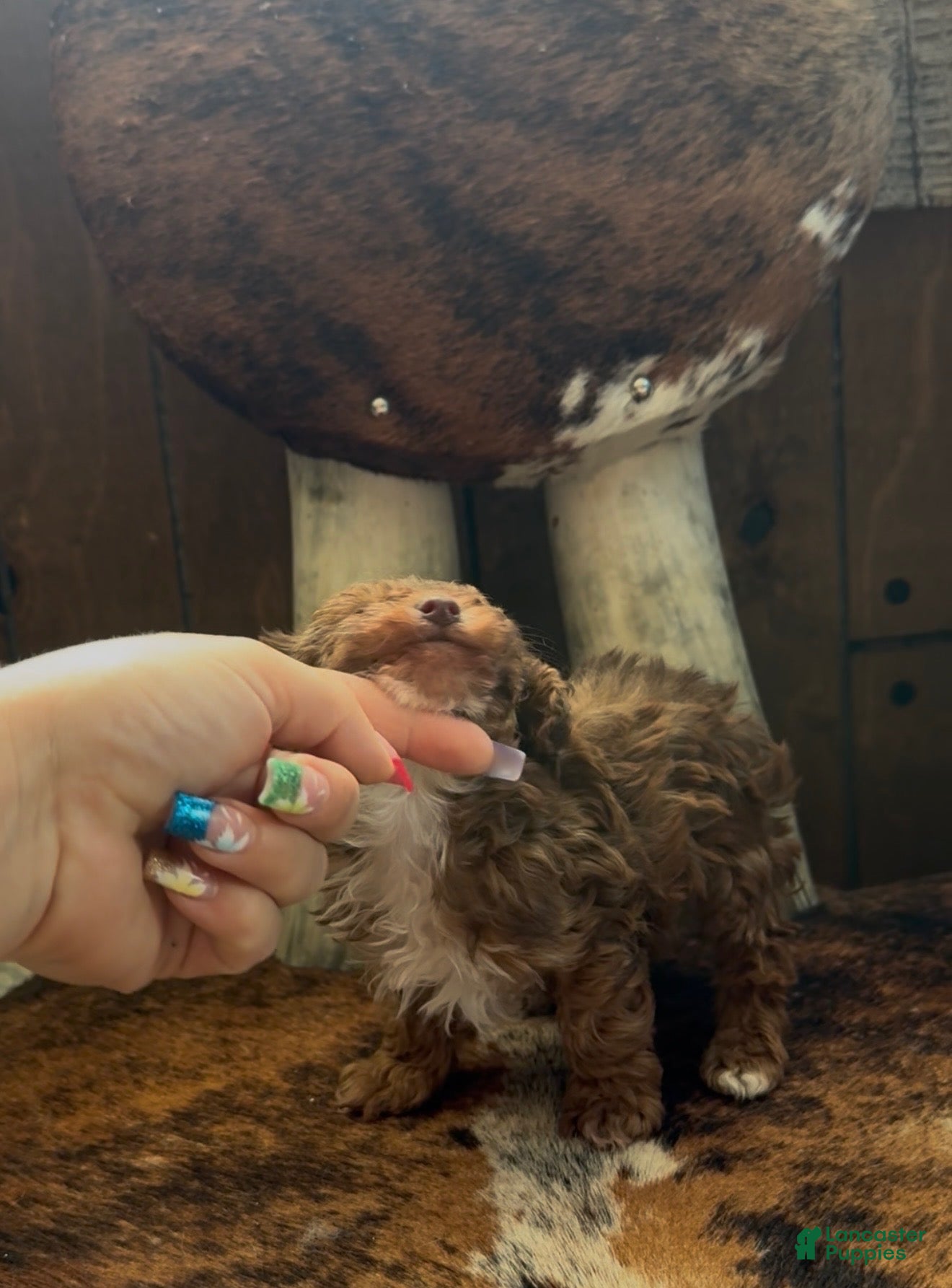 Maltipoo dogs Deangelo - Ad 2