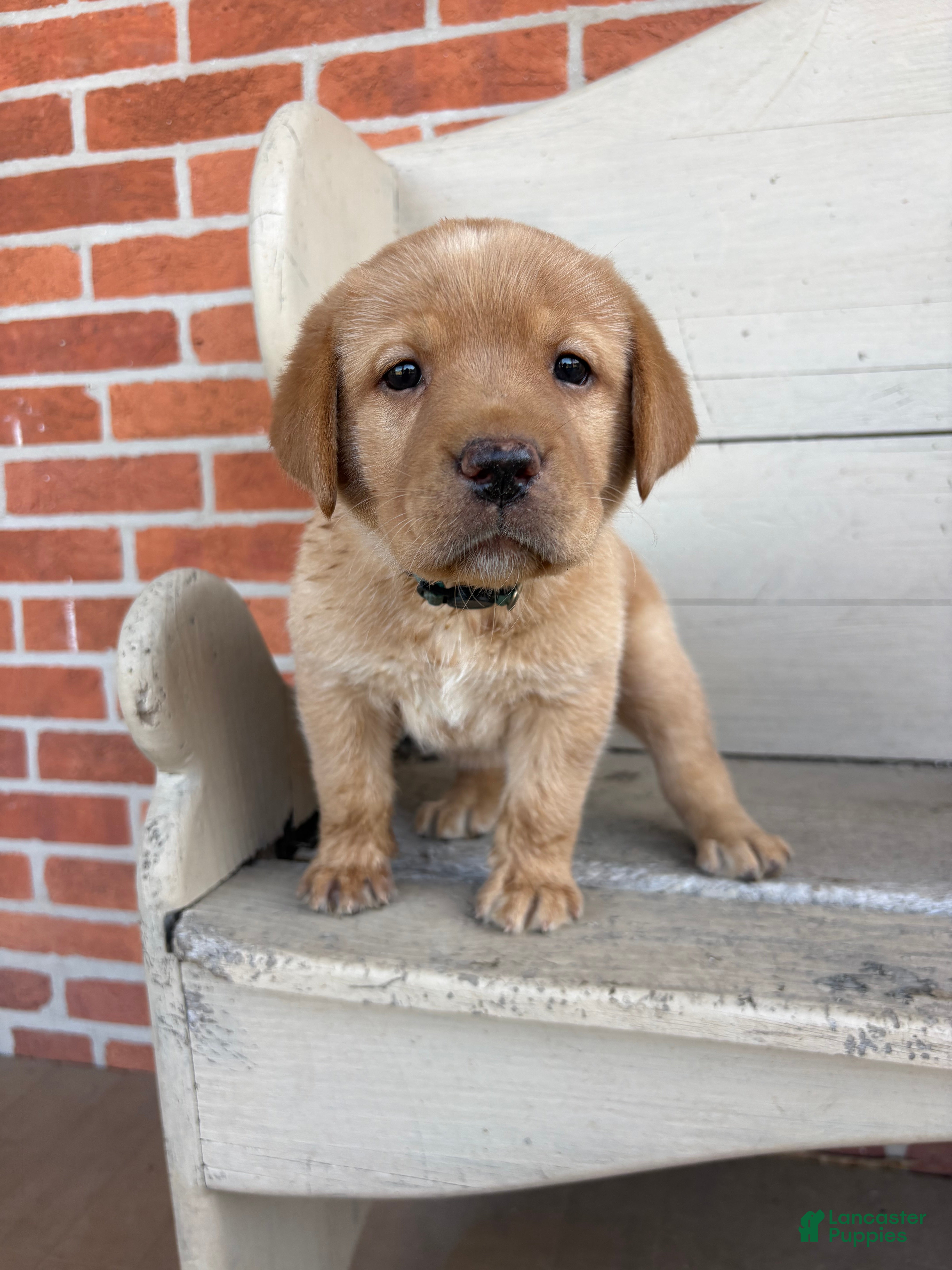 Labrador Retriever dogs for sale: Butter - Ad 2