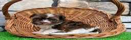 Havanese dogs for sale: Ranger - Ad 5