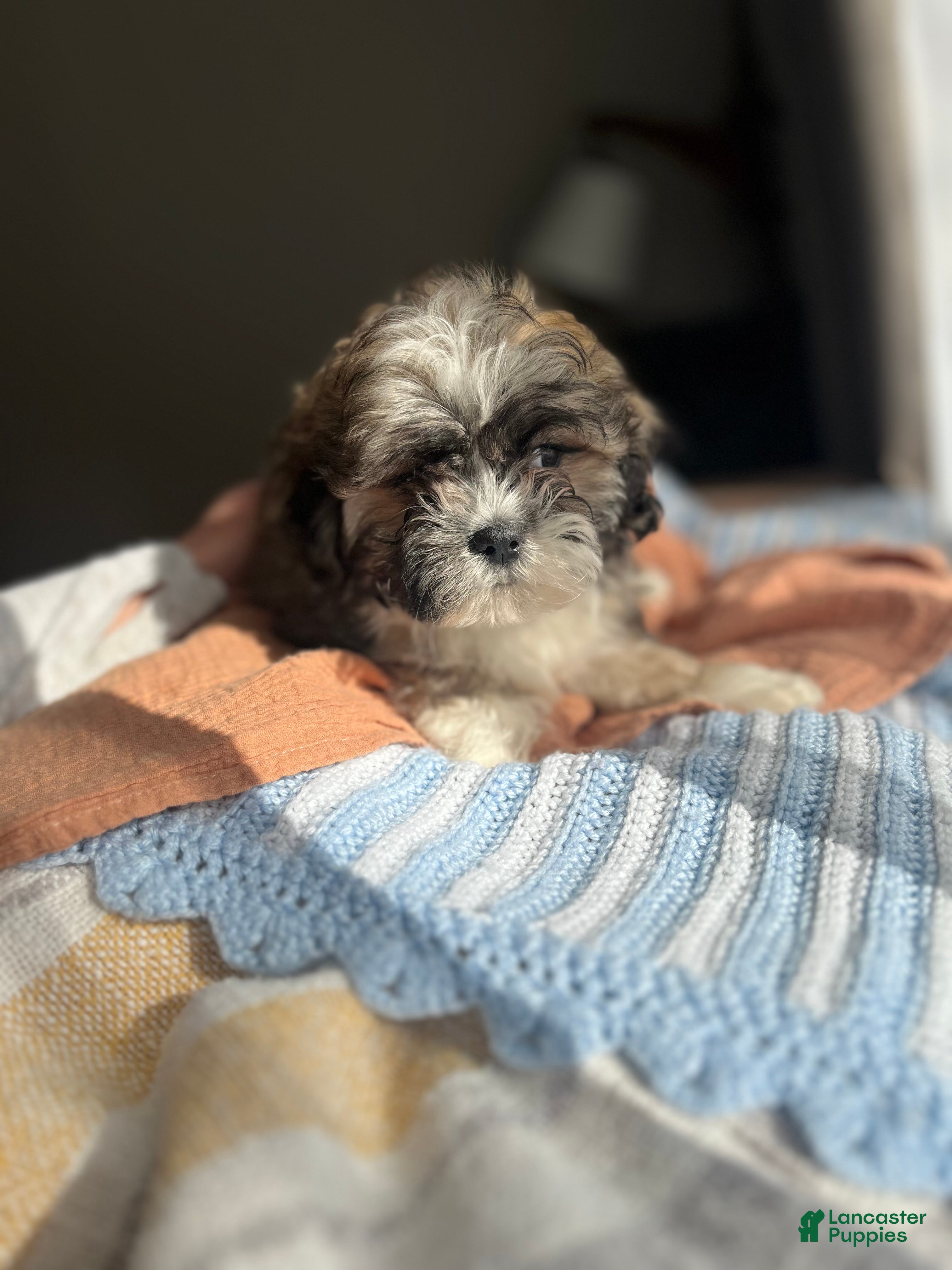 Teddy Bear dogs Lola - Ad 25