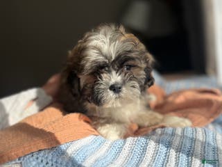 Teddy Bear dogs Lola - Ad 25