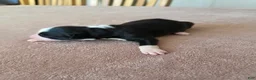 Border Collie dogs for sale: Gunner - Ad 2