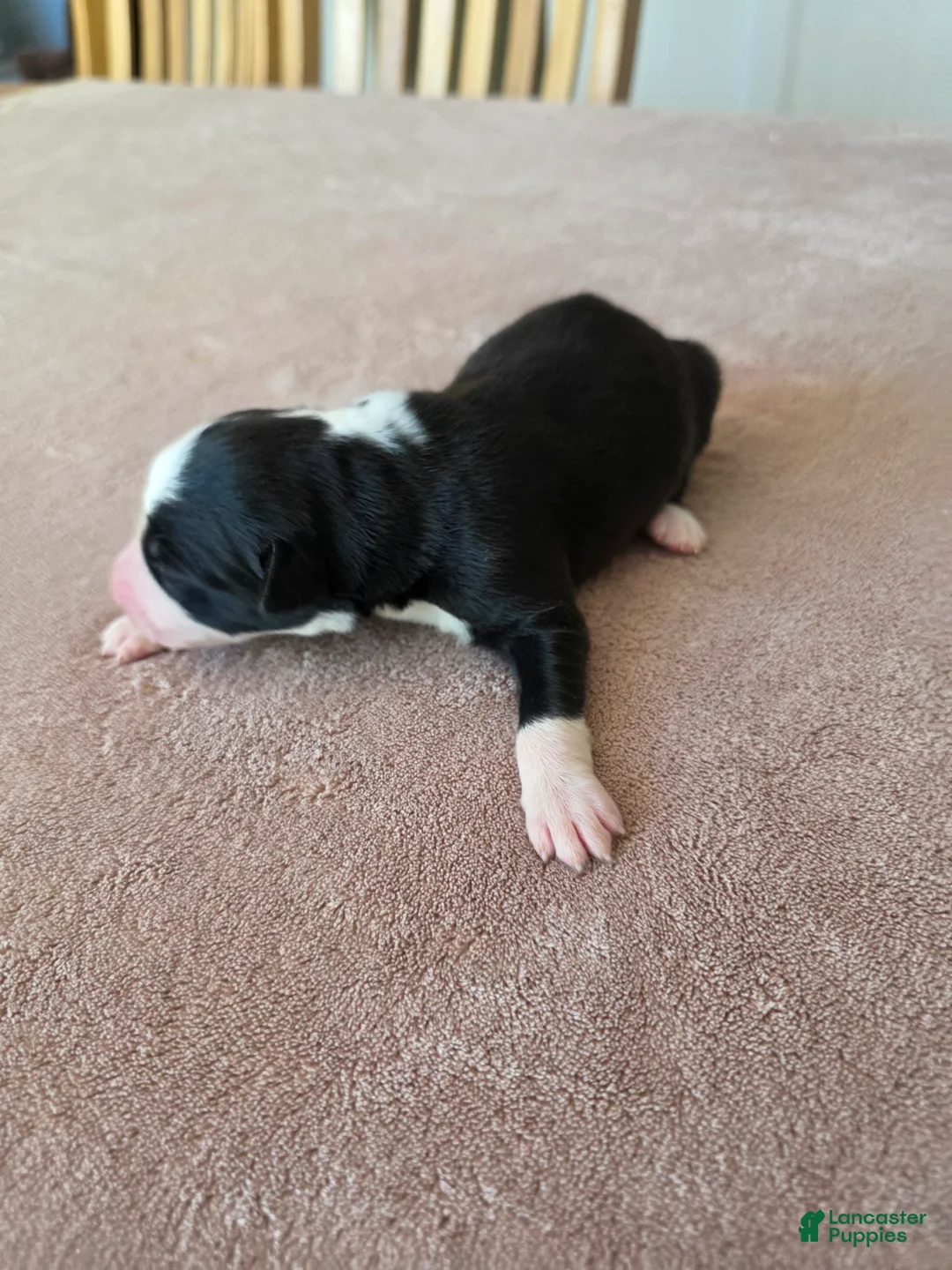 Border Collie dogs for sale: Gunner - Ad 2