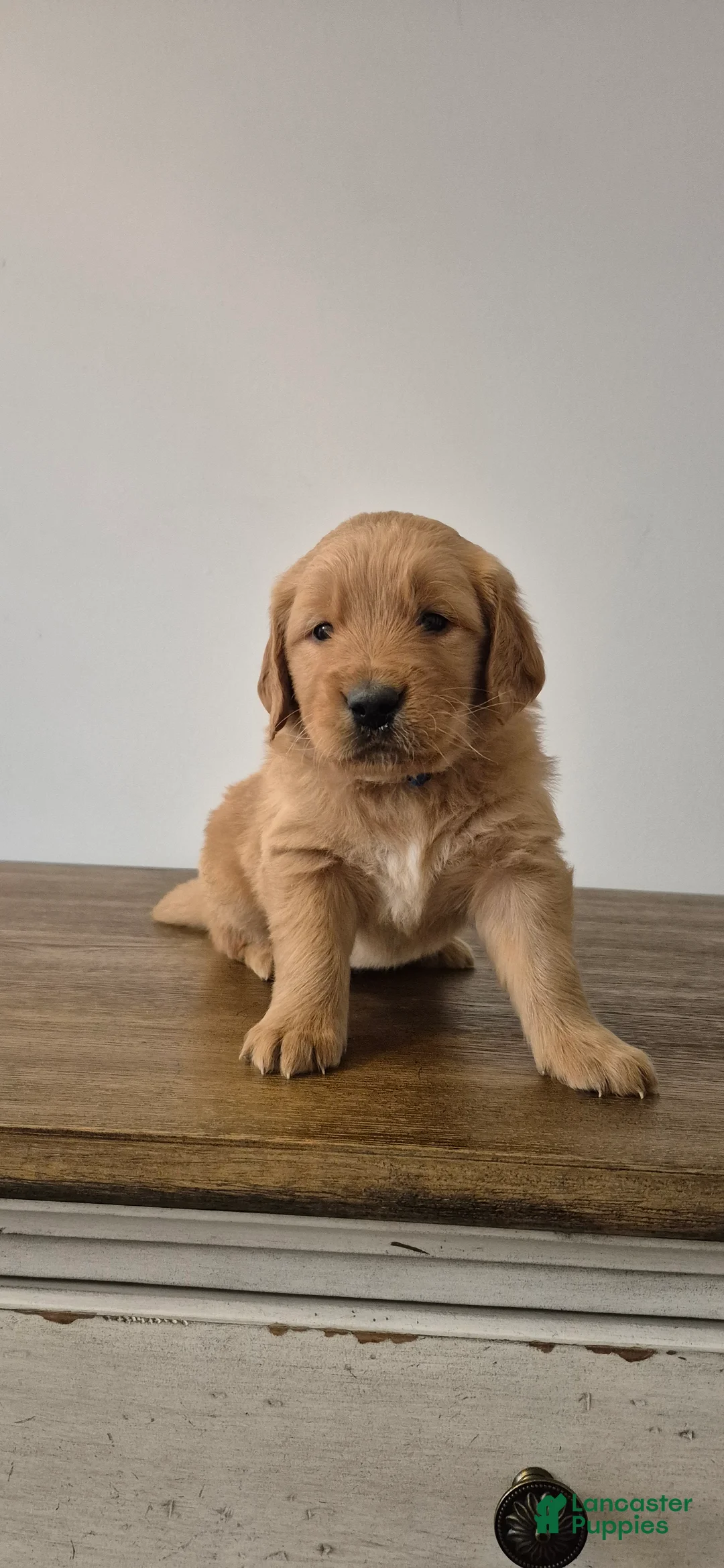 Golden Retriever dogs for sale: Rio - Ad 1