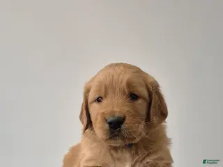 Golden Retriever dogs Rio - Ad 34