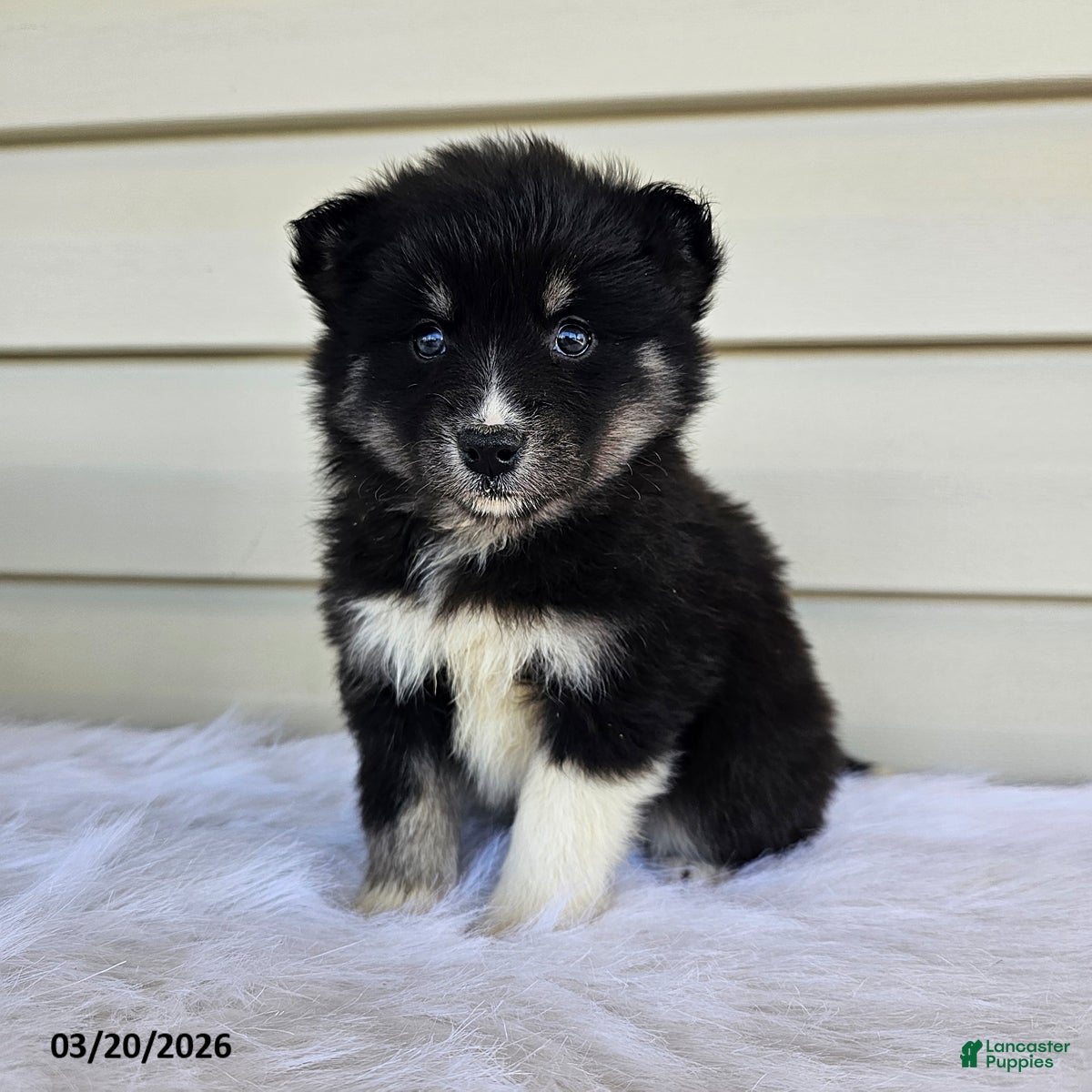 Pomsky dogs Lily - Ad 1