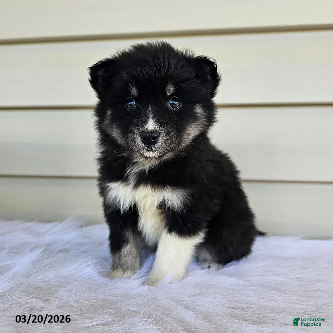 Pomsky dogs for sale: Lily - Ad 1