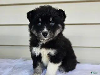 Pomsky dogs for sale: Lily - Ad 3